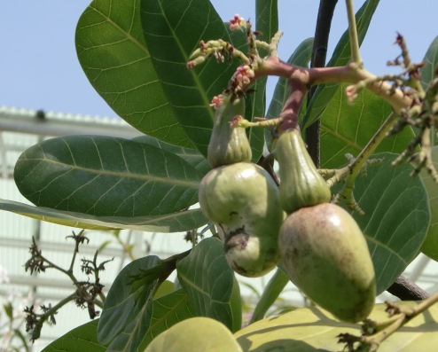 カシューナッツの実 南の島へ