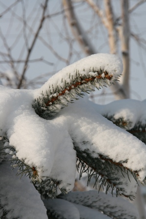 柔らかな雪_f0036736_18144157.jpg