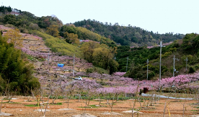 和歌山の桃畑＆根来寺_d0052340_219165.jpg