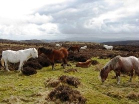 Easter in Shropshire_f0221040_413978.jpg