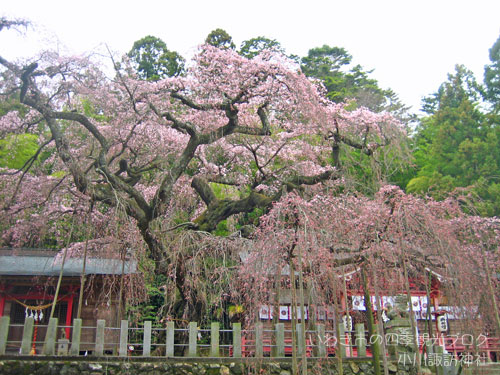 4月7日　小川諏訪神社のシダレザクラ_f0105342_11232566.jpg