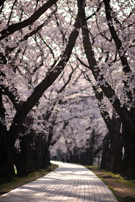 sakura 2010_c0118545_0183378.jpg