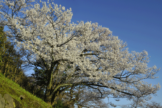 桜前線(1)_c0093046_6445365.gif