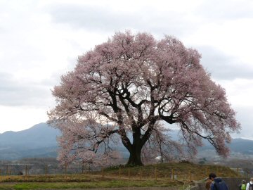 ５００選の道・徳島堰_f0019247_2311562.jpg