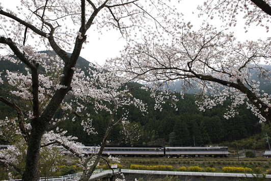 「天気は悪いが桜は満開」の巻_d0144549_20215953.jpg