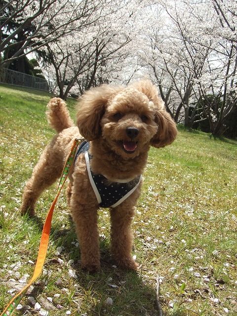 今年の桜は、もう・・・・・_f0068649_113585.jpg