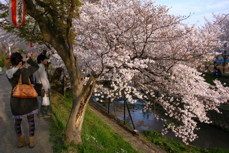 cherry blossom 2010 #3_a0134950_23261312.jpg