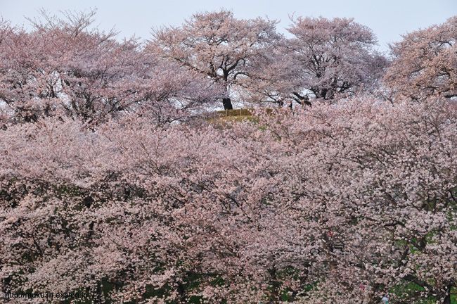 古墳の桜（Ⅱ）_c0124256_21484568.jpg