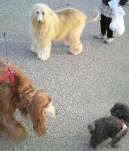 近所の犬の高級餌屋の高品格の犬。ここの餌、確かに毛並みが素晴らしくなるが、なにせ高価。_e0082956_5161218.jpg