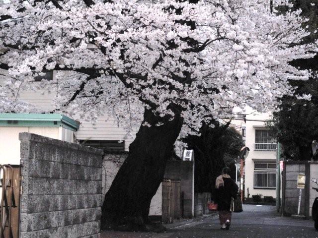 Cherry blossoms and children_c0157558_101138.jpg