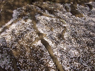 c0047860_0191617.jpg