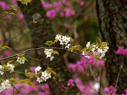 桜の中で_c0194161_2014438.jpg