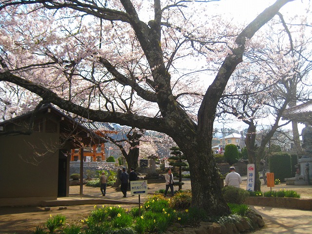 樹齢2000年太古の桜　「山高神代桜」_b0151362_21283163.jpg