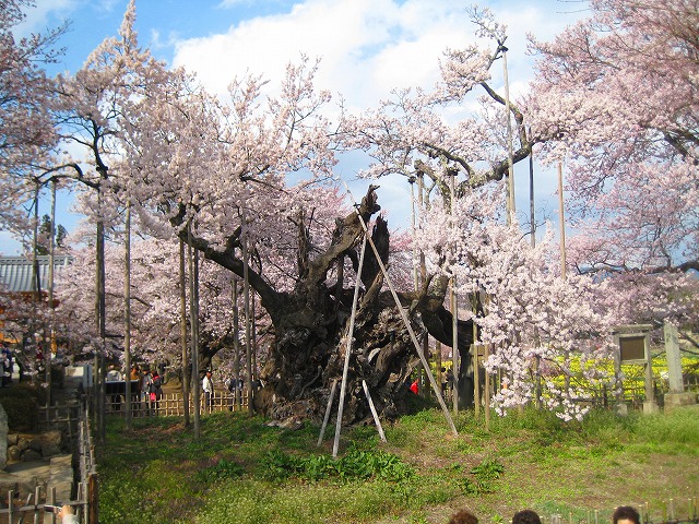 樹齢2000年太古の桜　「山高神代桜」_b0151362_21511.jpg