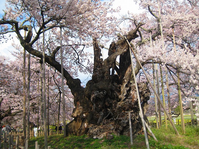 樹齢2000年太古の桜　「山高神代桜」_b0151362_2174413.jpg