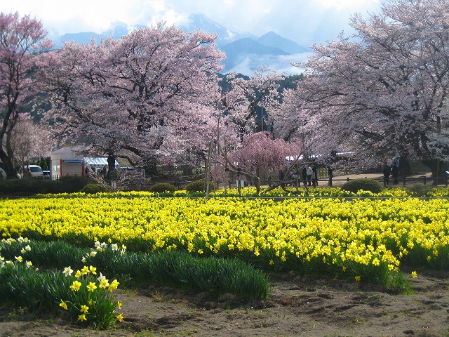 樹齢2000年太古の桜　「山高神代桜」_b0151362_22134166.jpg