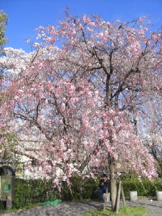 京都八幡市の桜まつり_f0142862_1746043.jpg