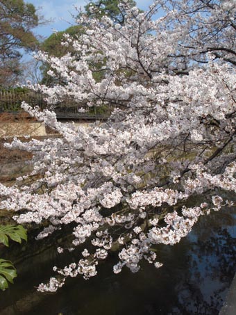 倉敷 美観地区の桜 Blue Planet Cafe 青い地球を散歩する 倉敷 美観地区の桜 Blue Planet Cafe 青い地球を散歩する