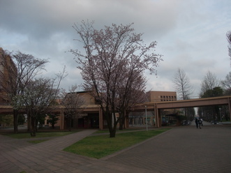 新宿区に5組に1組が国際結婚?!_b0183063_22412843.jpg