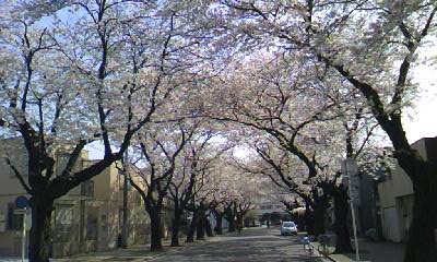 川越女子高正門前・桜並木_a0105566_2317454.jpg