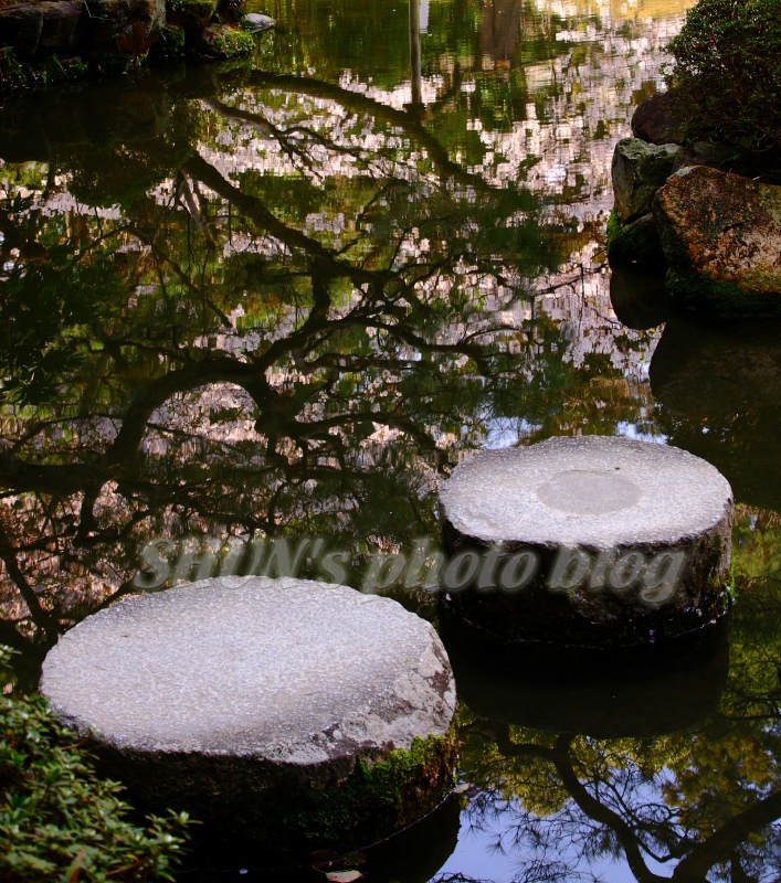 京都の桜　2010　　平安神宮編_c0209667_20551362.jpg