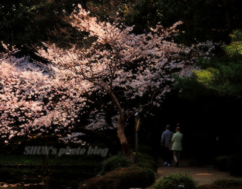 京都の桜　2010　　平安神宮編_c0209667_2354544.jpg