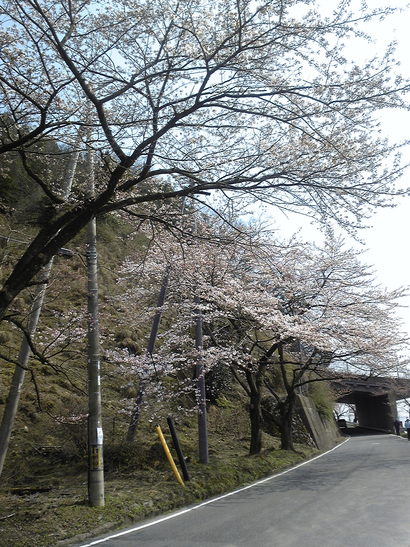 滋賀県海津大崎_f0184668_1215387.jpg