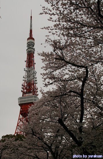 満開の桜「芝・増上寺」_d0030373_8531575.jpg