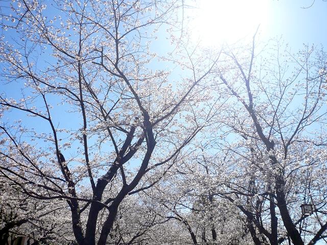 桜 ~ニーチェ~_e0152373_19443020.jpg