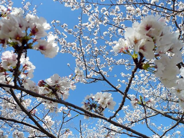 桜　～ニーチェ～_e0152373_19454526.jpg