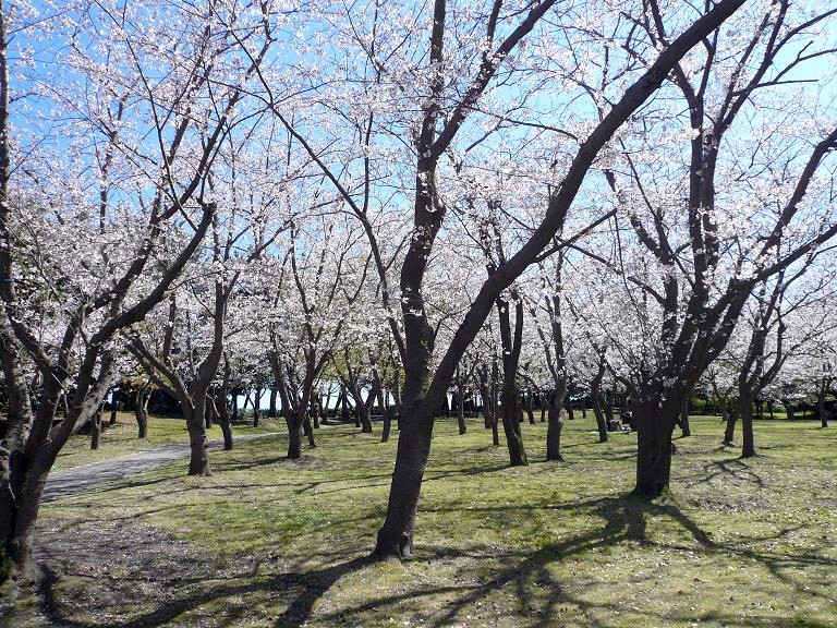 桜　～ニーチェ～_e0152373_1945462.jpg