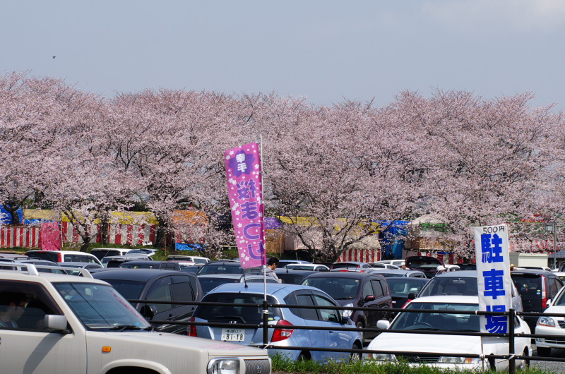 ナビを頼りに行った桜の名所（１）　権現堂堤の巻_b0104774_22314935.jpg