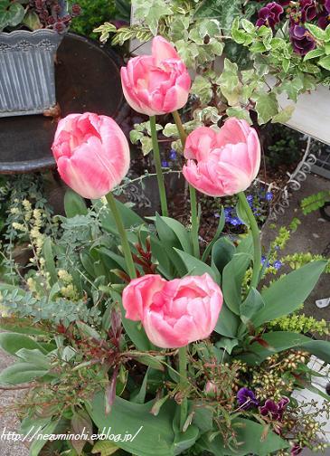 咲いた～咲いた♪チューリップの花が～♪_b0150075_148389.jpg