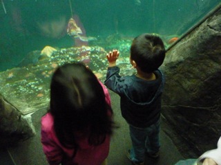 水族館のファミリー会員になりましたー！_c0080075_14353141.jpg