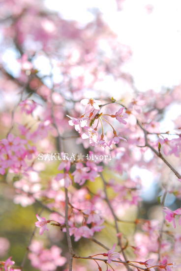 **SAKURA 日和**_c0124876_21543185.jpg