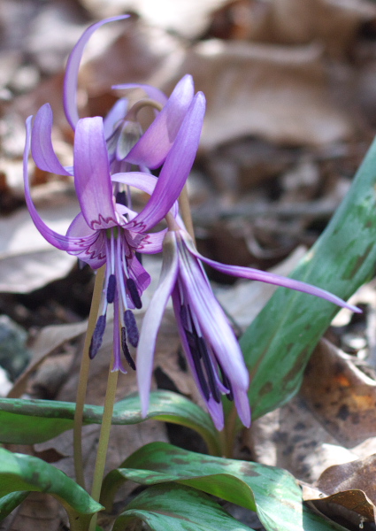 カタクリの花_c0036080_18314741.jpg