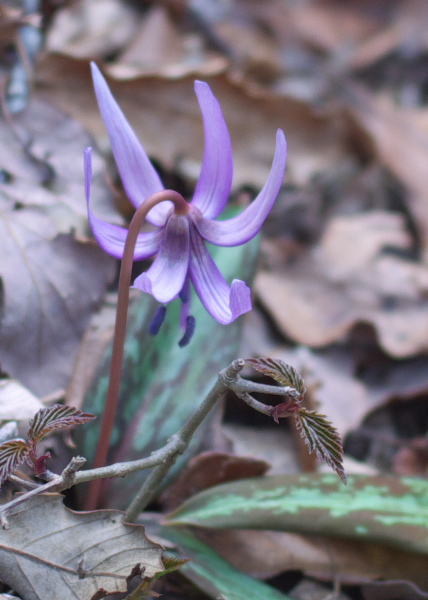 カタクリの花_c0036080_18323789.jpg