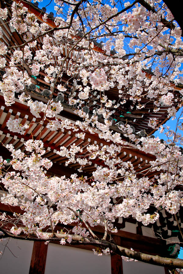 桜！　本法寺_b0128581_2244575.jpg