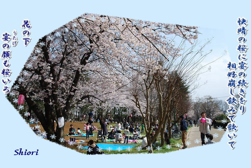 与野公園の桜_c0187781_1221370.jpg