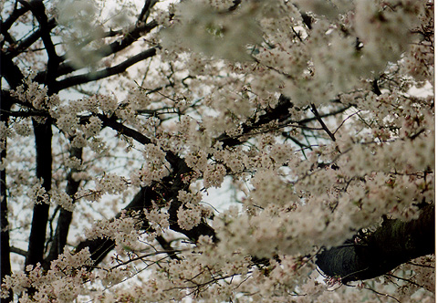 ◆桜並木2010　～Nikon FE ＋広角＆望遠ズーム_e0174382_16322571.jpg