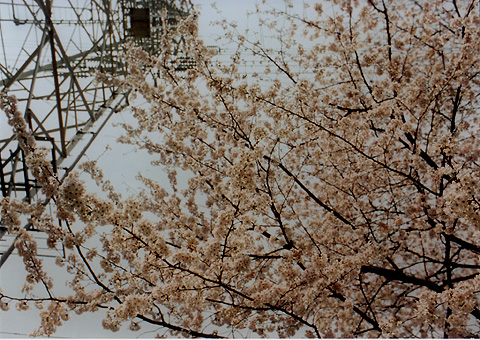 ◆桜並木2010　～Nikon FE ＋広角＆望遠ズーム_e0174382_16323387.jpg