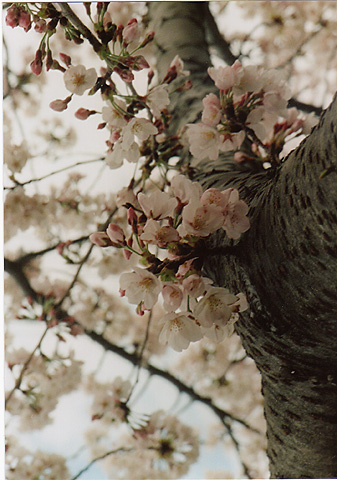 ◆桜並木2010　～Nikon FE ＋広角＆望遠ズーム_e0174382_16333484.jpg