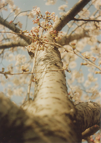 ◆桜並木2010 ~Voigtländer Vitoret D_e0174382_22165092.jpg