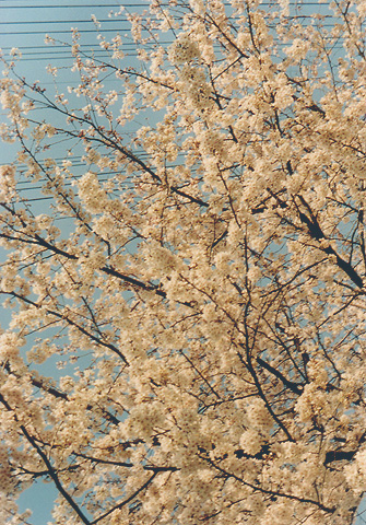 ◆桜並木2010 ~Voigtländer Vitoret D_e0174382_22171877.jpg