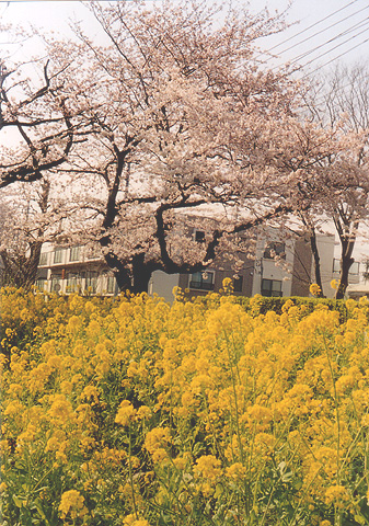 ◆桜並木2010 ~Voigtländer Vitoret D_e0174382_22173495.jpg