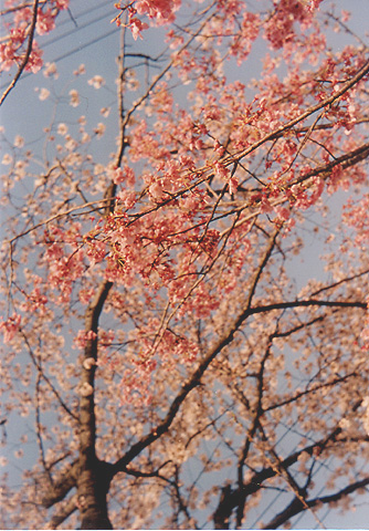 ◆桜並木2010 ~Voigtländer Vitoret D_e0174382_221747.jpg