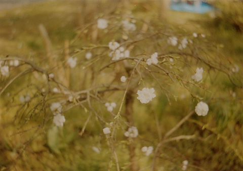 ◆桜並木2010 ~Voigtländer Vitoret D_e0174382_22181429.jpg