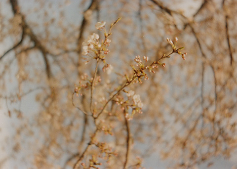 ◆桜並木2010 ~Voigtländer Vitoret D_e0174382_22182683.jpg