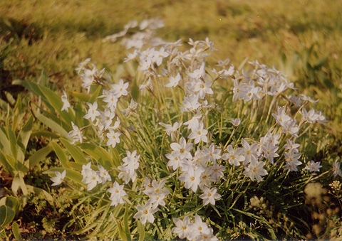 ◆桜並木2010 ~Voigtländer Vitoret D_e0174382_22191747.jpg