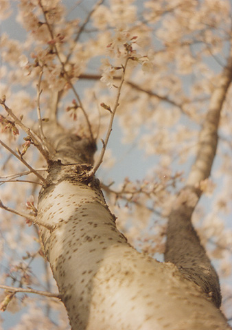 ◆桜並木2010 ~Voigtländer Vitoret D_e0174382_2219531.jpg